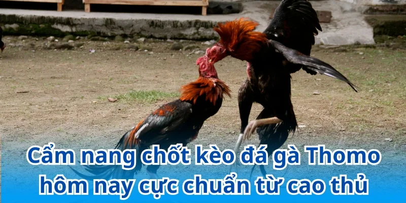 Bí kíp chốt kèo đá gà Thomo hôm nay chuẩn xác giúp thắng lớn