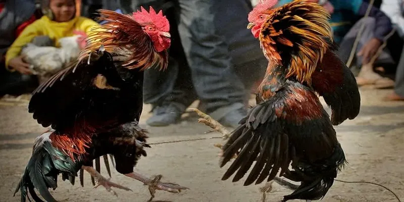 Đá gà Mỹ cựa sắt hấp dẫn, hồi hộp đến nghẹt thở trong từng giây phút