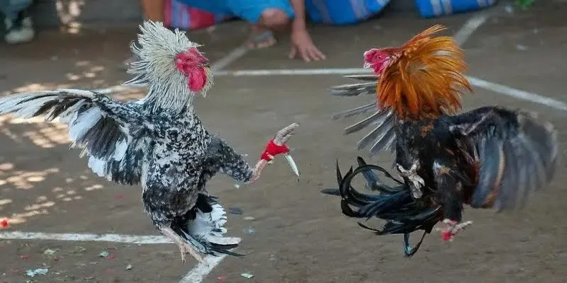 Đá gà mỹ nhập