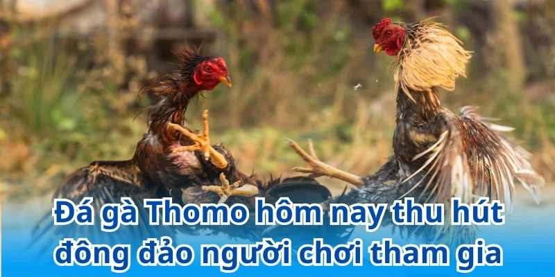Đá gà Thomo hôm nay thu hút đông đảo người chơi tham gia