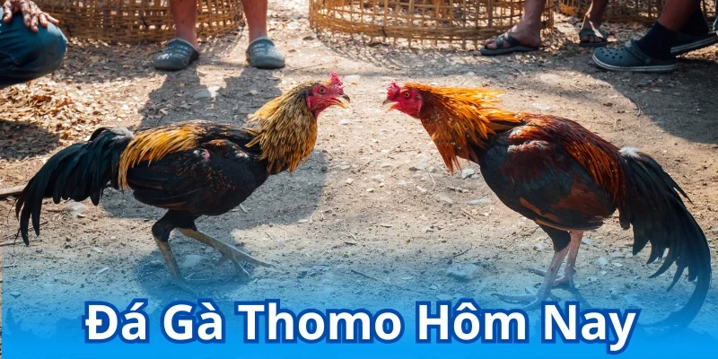 Đá gà thomo hôm nay