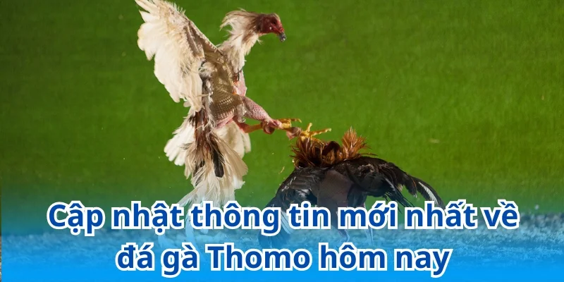 Những hình thức đá gà Thomo hot nhất 2025
